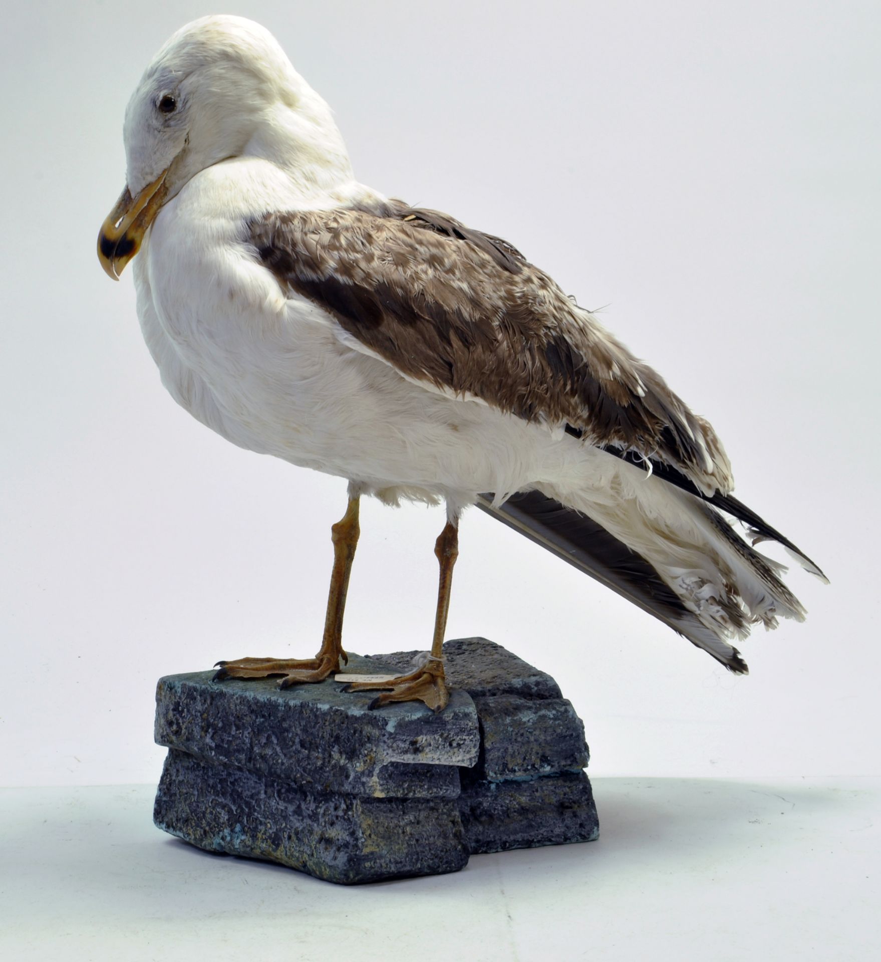 Taxidermy: A late 20th/early 21st century example of a Herring Gull (Larus argentatus) mounted on