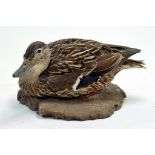 Taxidermy: An early 21st century example of a Hen Mallard Duck (Anas platyrhynchos) mounted on a