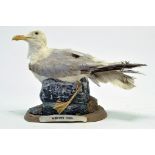 Taxidermy: An early 21st century example of a Herring Gull (Larus argentatus) mounted on a scenic