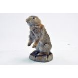Taxidermy: An early 21st century example of a young wild rabbit on scenic plinth. Presented and