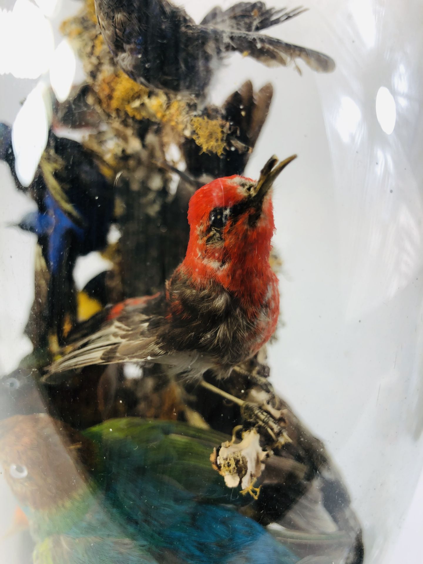 Taxidermy: An early 20th century example of an impressive display of exotic birds mounted within a - Image 9 of 13