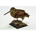 Taxidermy: An early 21st century example of a Woodcock (Scolopax rusticola), mounted on a Rock based