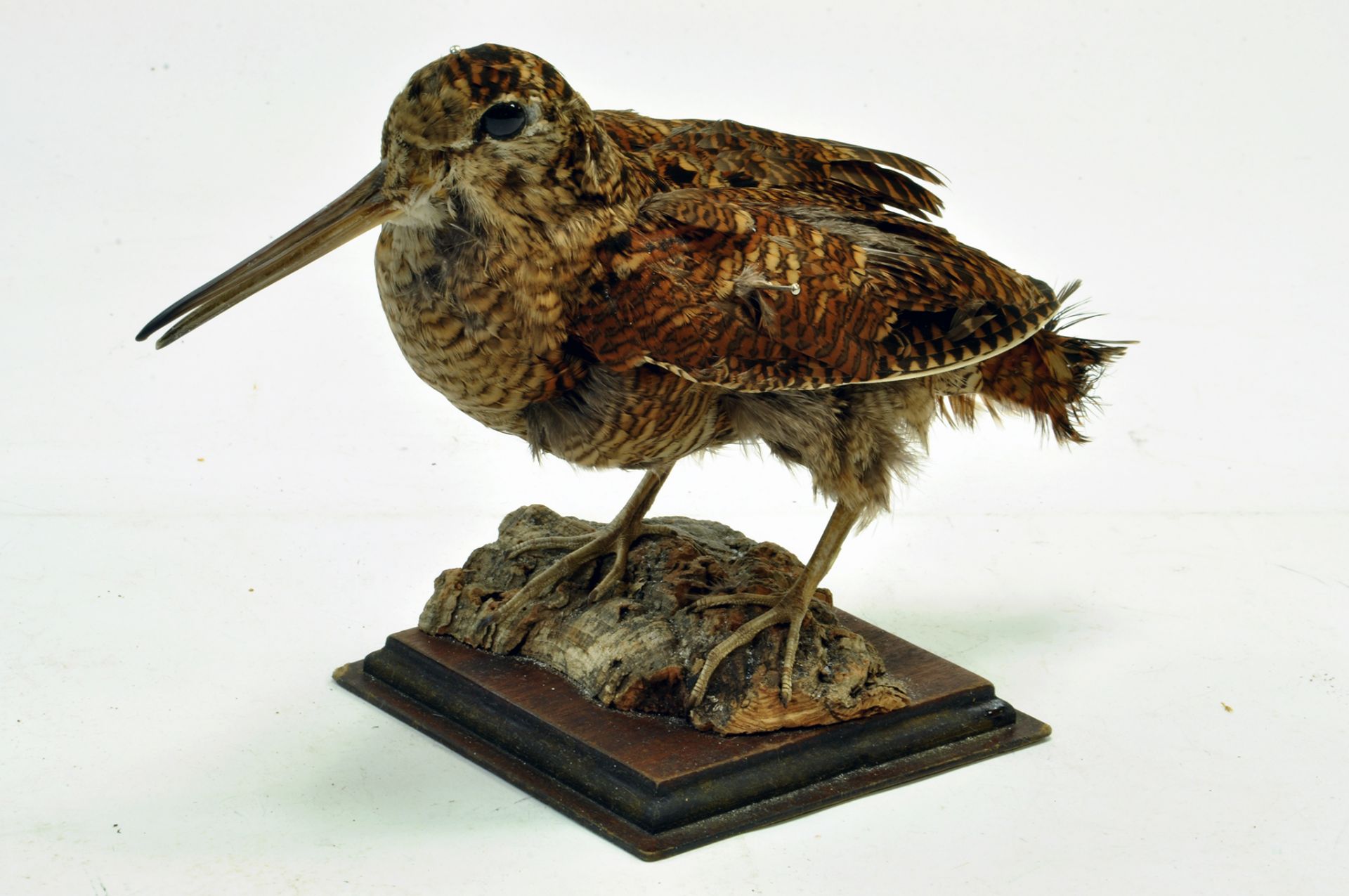 Taxidermy: An early 21st century example of a Woodcock (Scolopax rusticola), mounted on a Rock based