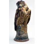 Taxidermy: An early 21st century example of an Indian Eagle Owl (Bubo bubo bengalensis), mounted