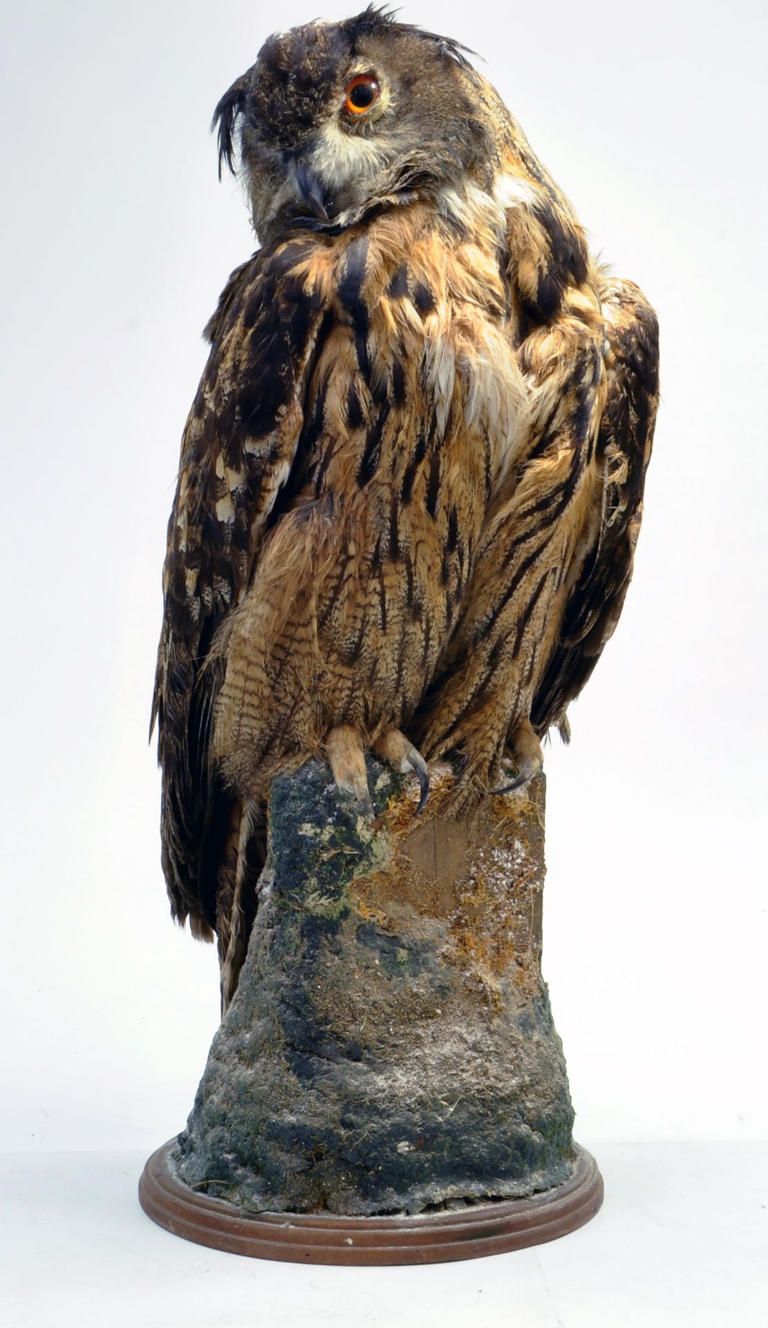 Taxidermy: An early 21st century example of an Indian Eagle Owl (Bubo bubo bengalensis), mounted