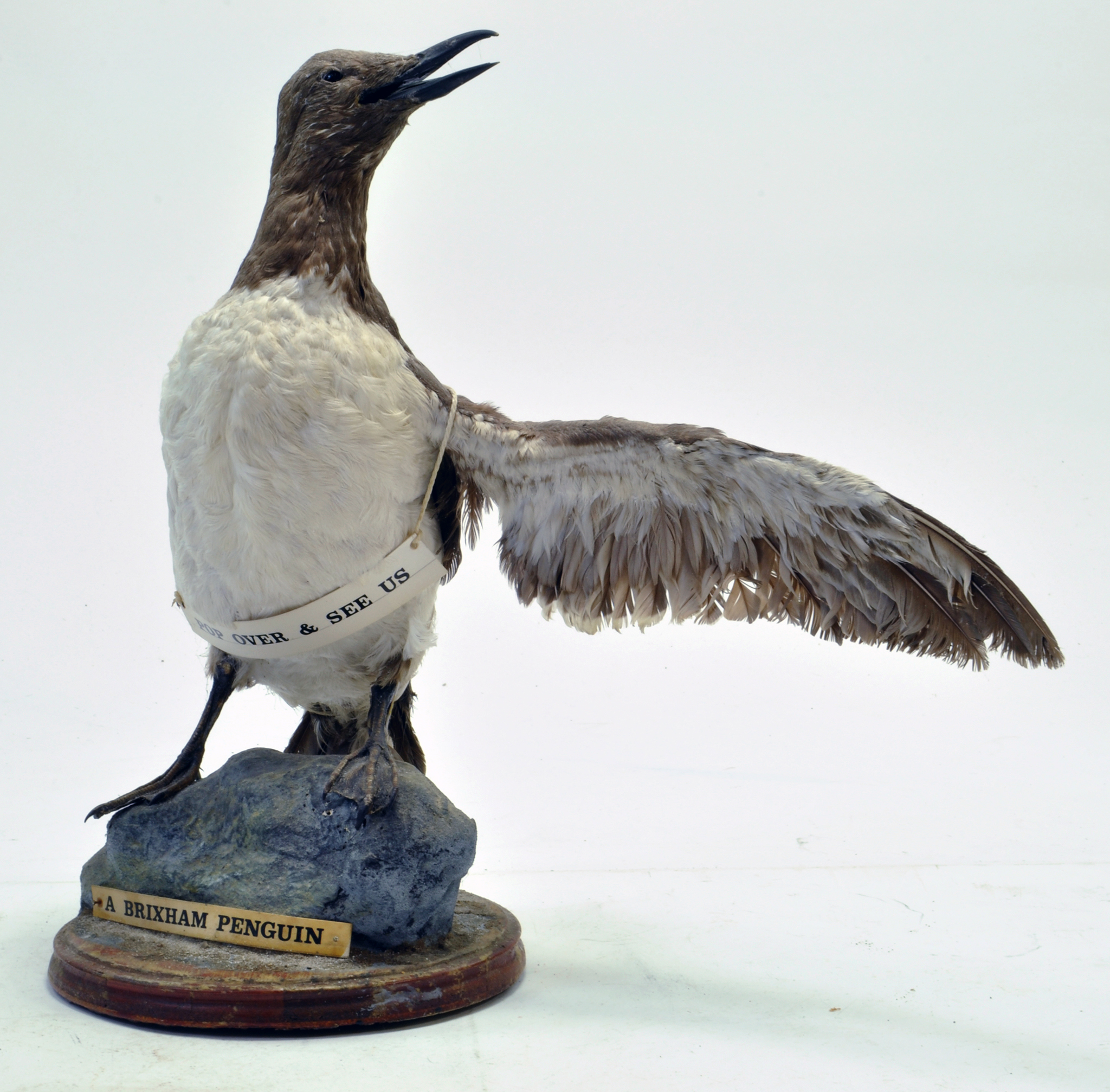 Taxidermy: A late 20th / early 21st century example of a Guilimot (Uria aalge) mounted on a