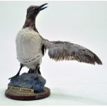 Taxidermy: A late 20th / early 21st century example of a Guilimot (Uria aalge) mounted on a