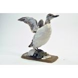 Taxidermy: An early 21st century example of a Guillemot (Uria aalge) mounted on a rock based plinth.