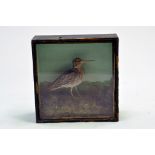 Taxidermy: An early 20th century example of a Common Snipe (Gallinago gallinago) in Wooden Display