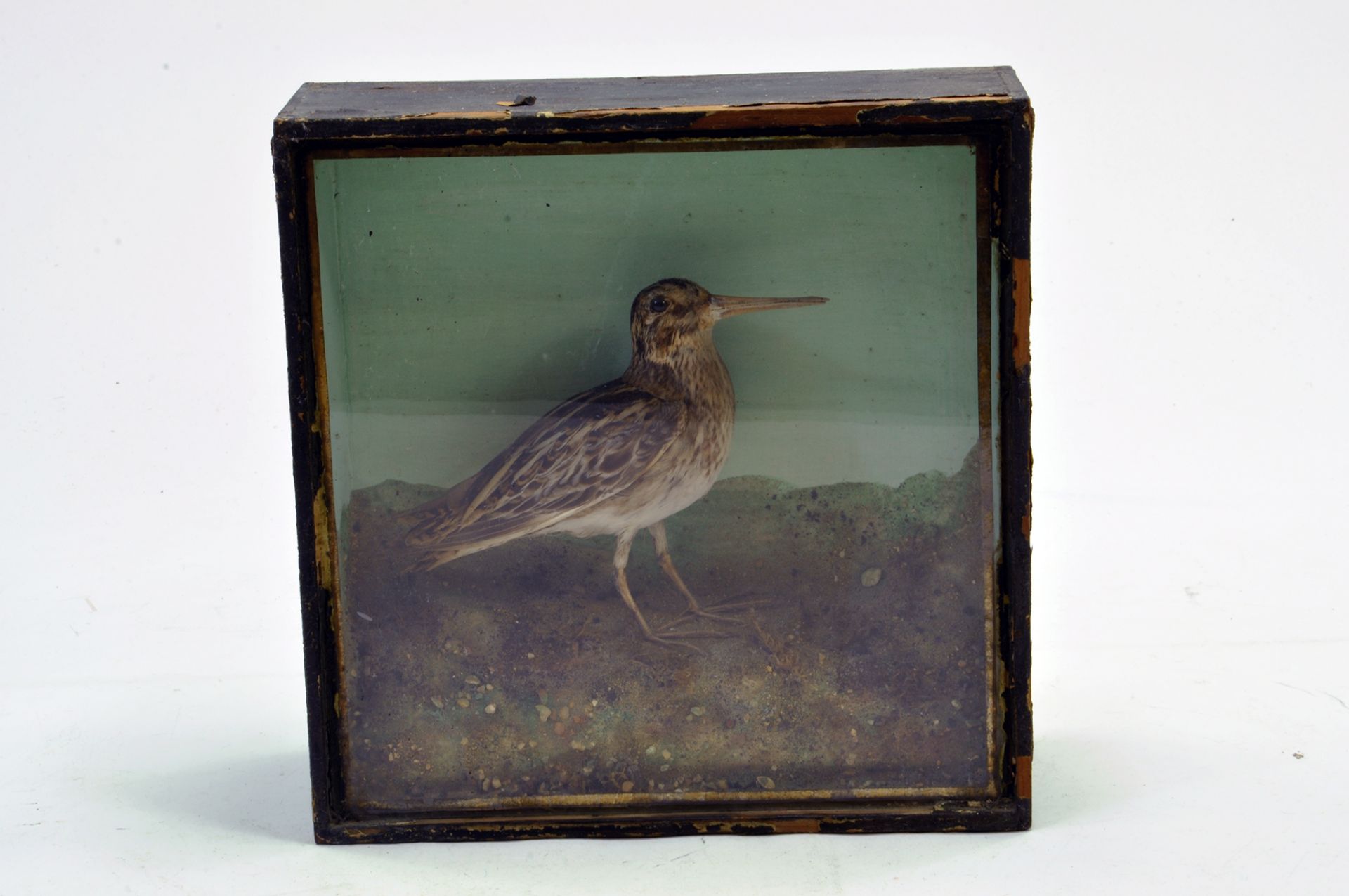 Taxidermy: An early 20th century example of a Common Snipe (Gallinago gallinago) in Wooden Display