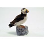 Taxidermy: An early 21st century example of a Puffin (Fratercula arctica) mounted on a scenic