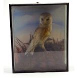 Taxidermy: An early 20th century example of a Barn Owl (Tyto alba) in Wooden Display Cabinet.