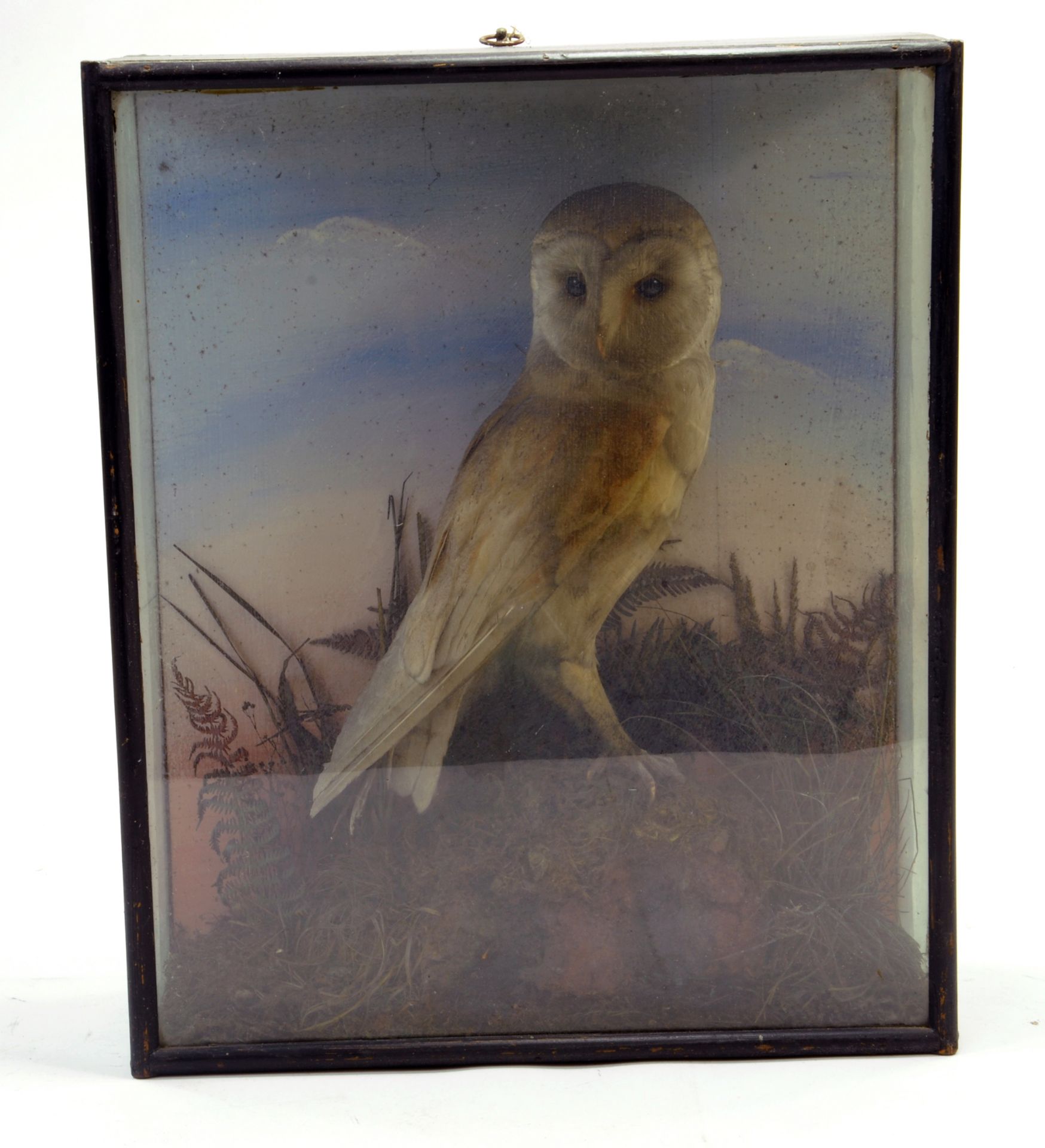 Taxidermy: An early 20th century example of a Barn Owl (Tyto alba) in Wooden Display Cabinet.