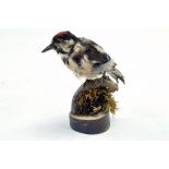 Taxidermy: An early 21st century example of a Lesser Spotted Woodpecker (Dendrocopos minor)