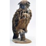 Taxidermy: An early 21st century example of an Indian Eagle Owl (Bubo bubo bengalensis) mounted on