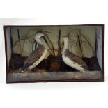 Taxidermy: An early 20th century impressive display of two coastal water birds in a large Wooden