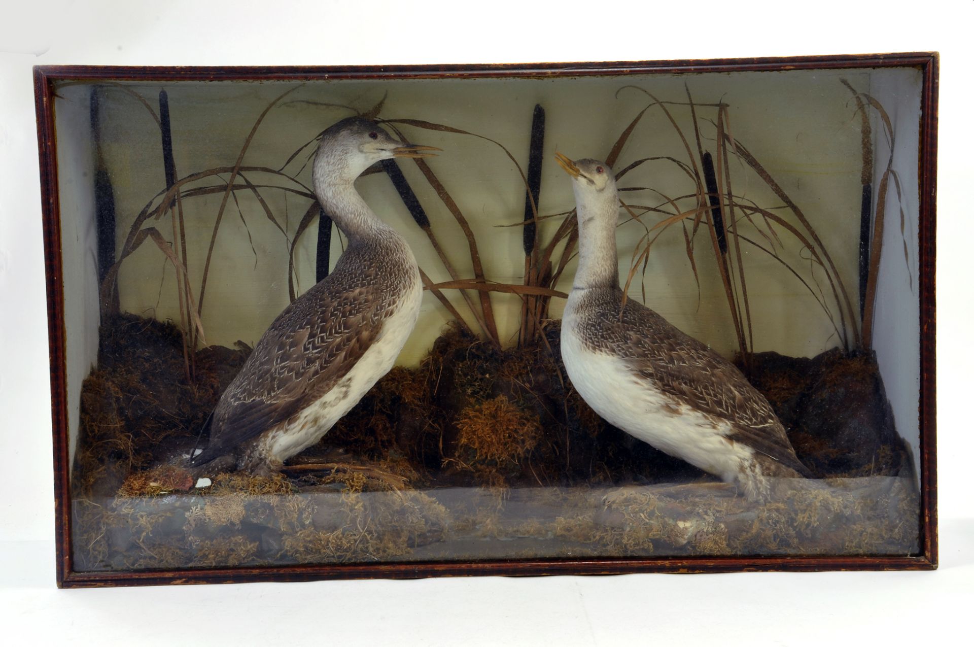 Taxidermy: An early 20th century impressive display of two coastal water birds in a large Wooden