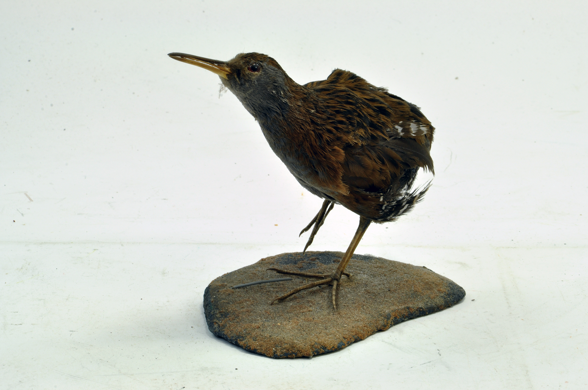 Taxidermy: An early 21st century example of a water Rail (Rallus aquaticus), mounted on a stone