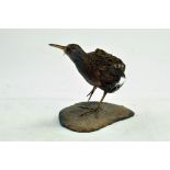 Taxidermy: An early 21st century example of a water Rail (Rallus aquaticus), mounted on a stone