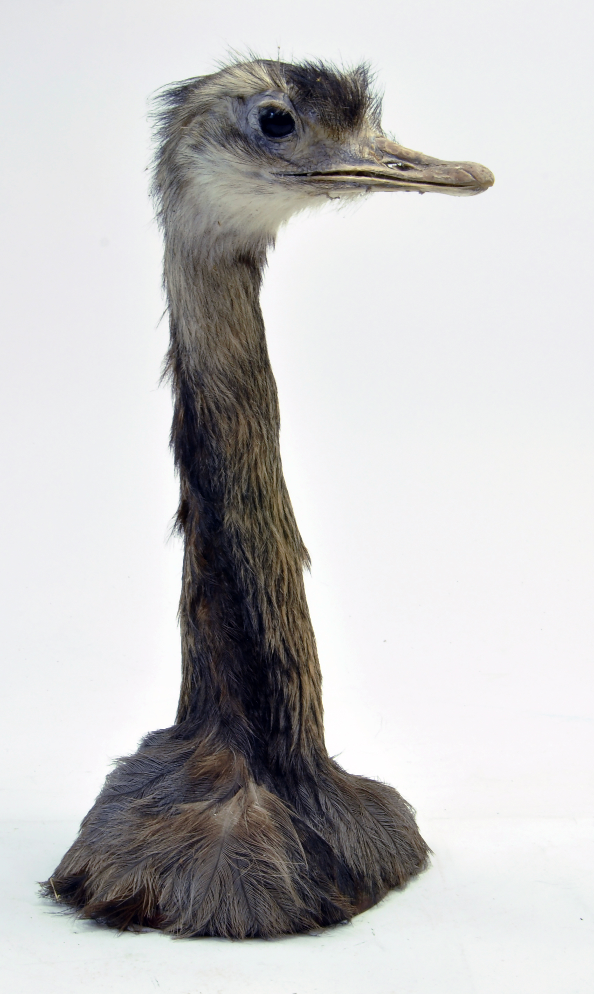 Taxidermy: An early 21st century example of an Ostrich Head.