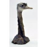 Taxidermy: An early 21st century example of an Ostrich Head.