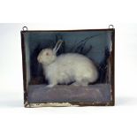 Taxidermy: An early 20th century example of an Albino (white) Hare in Wooden Display Cabinet.