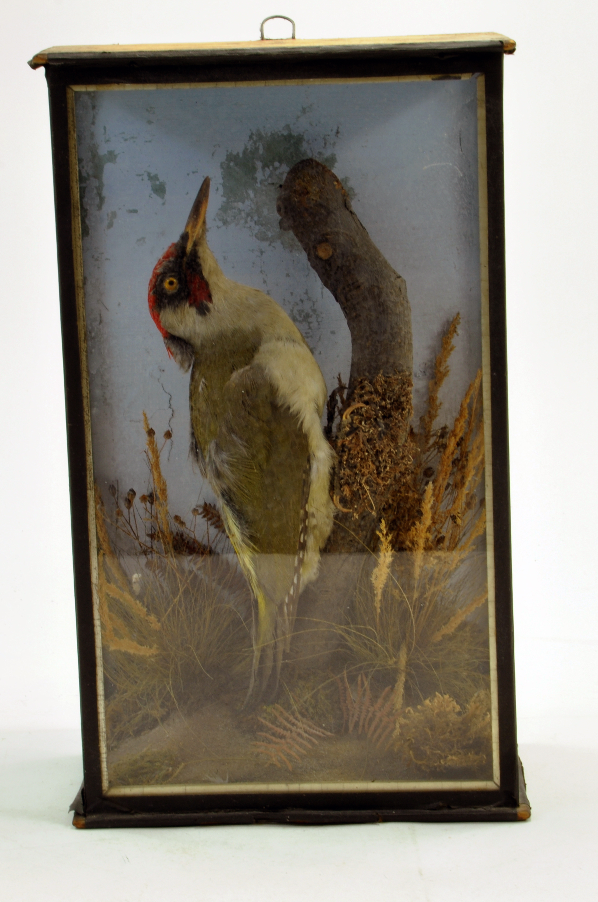 Taxidermy: An early 20th century example of a Green Woodpecker (Picus viridis) in Wooden Display