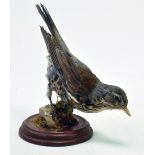 Taxidermy: An early 21st century example of a Thrush (Turdus philomelos), mounted on a log based