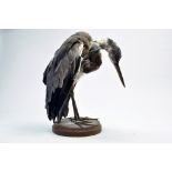 Taxidermy: An early 21st century example of a Heron (Ardea cinerea) mounted on a wooden plinth.