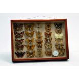 Taxidermy: Early 20th Century Framed display of Mounted British Butterflies. Red Admiral, Cabbage