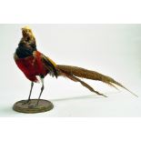 Taxidermy: A late 20th century example of a Golden Pheasant (Chrysolophus pictus) mounted on