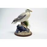 Taxidermy: An early 21st century example of a Common Gull (Larus canus) mounted on a scenic