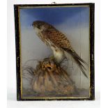 Taxidermy: An early 20th century example of a Sparrow Hawk (Accipiter nisus) in Wooden Display