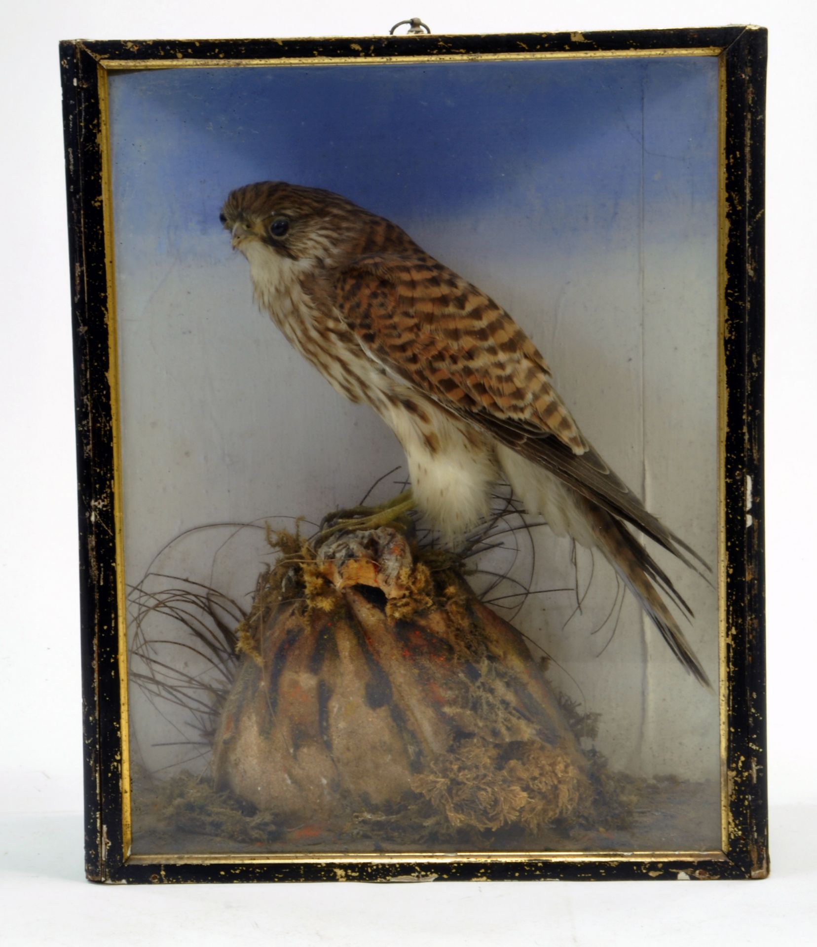 Taxidermy: An early 20th century example of a Sparrow Hawk (Accipiter nisus) in Wooden Display