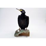 Taxidermy: An early 21st century example of a Shag (Phalacrocorax aristotelis) mounted on a scenic