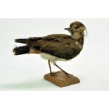 Taxidermy: An early 21st century example of a lapwing (Vanellus vanellus), mounted on a log based