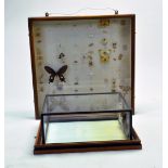 Taxidermy: A work in progress case for mounting butterflies and moths plus a taxidermist cabinet.