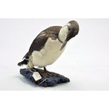 Taxidermy: An early 21st century example of a Guillemot (Uria aalge) mounted on a scenic plinth.