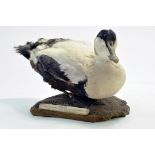 Taxidermy: An example of a Eider Duck (Somateria mollissima) mounted on plinth. Presented and