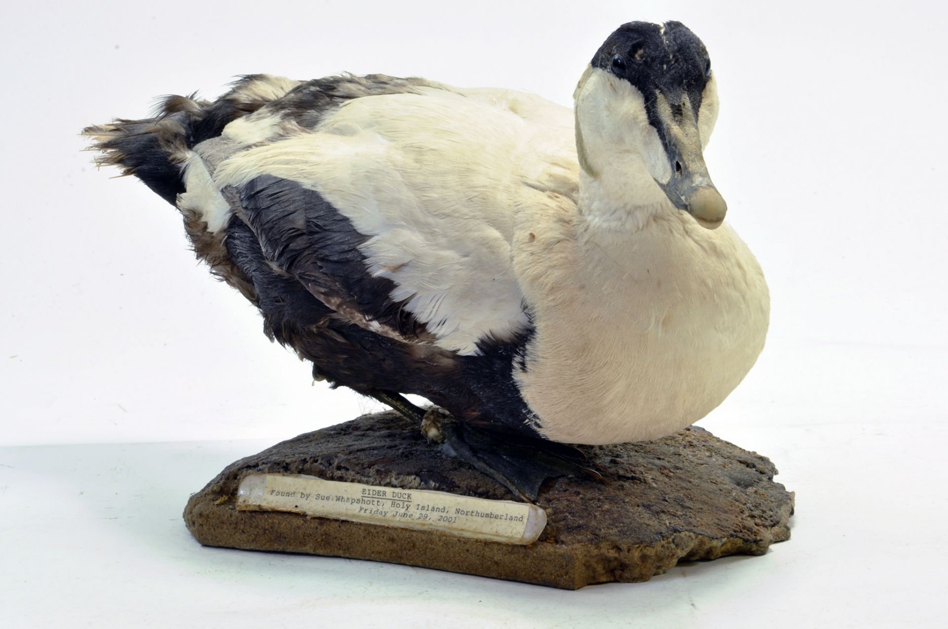 Taxidermy: An example of a Eider Duck (Somateria mollissima) mounted on plinth. Presented and