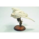 Taxidermy: An early 21st century example of a white dove (albino Columbidae), mounted on a log based