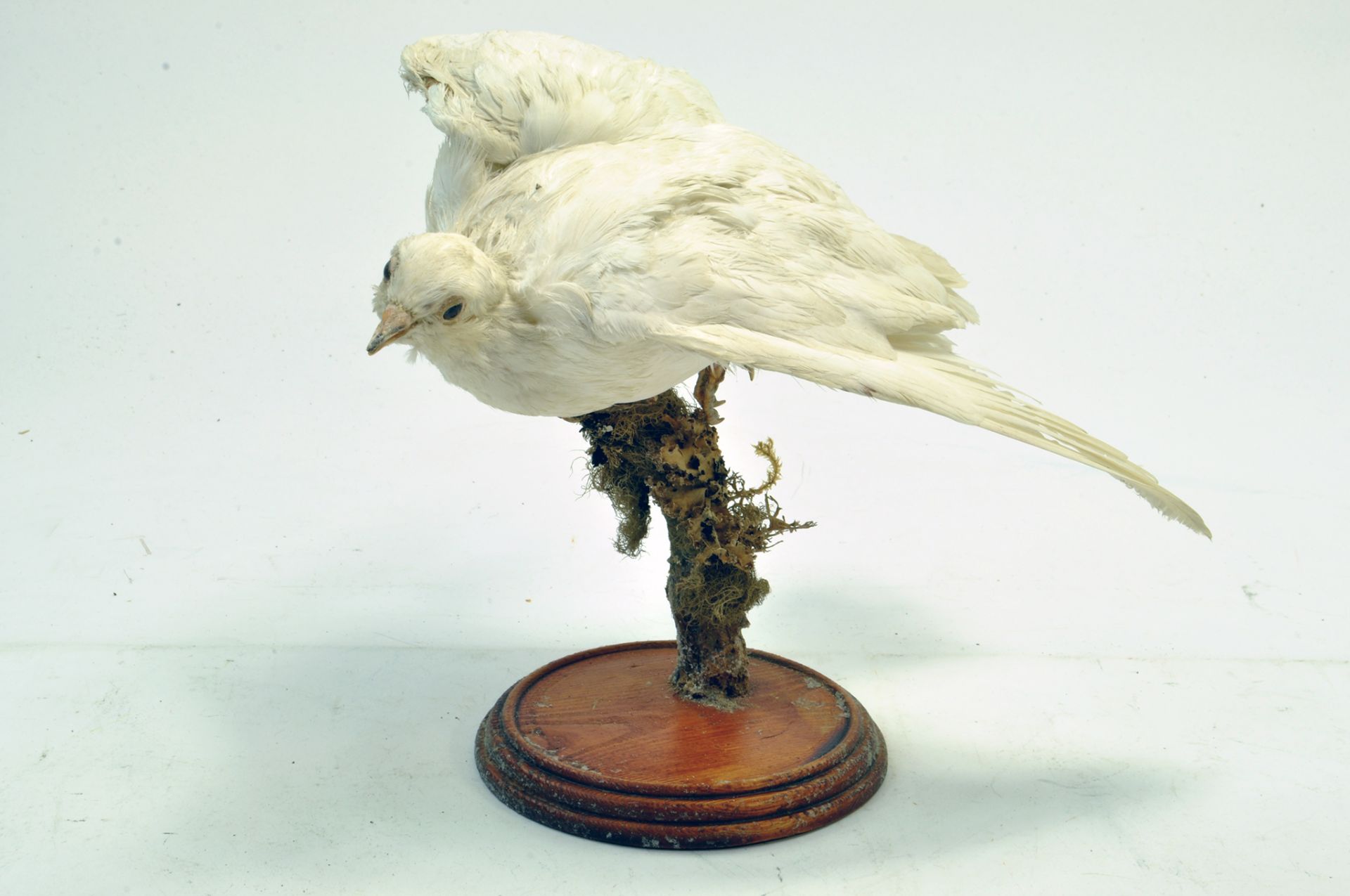 Taxidermy: An early 21st century example of a white dove (albino Columbidae), mounted on a log based