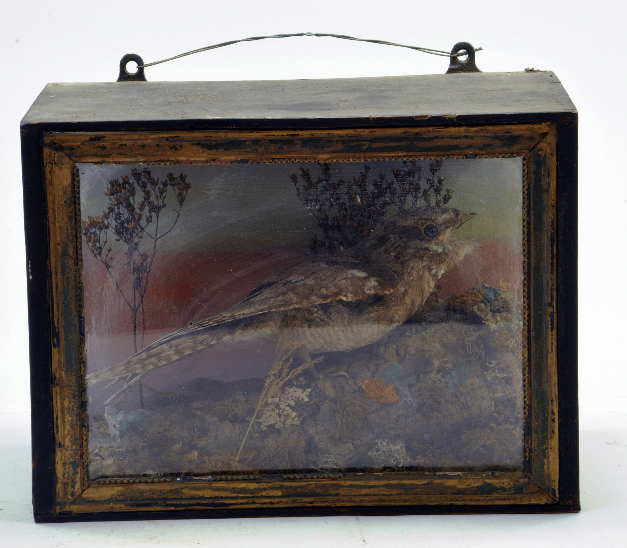 Taxidermy: A early 20th century example of a Nightjar (Caprimulgus europaeus) in Wooden Display