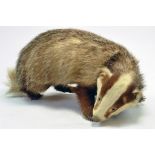 Taxidermy: An early 21st century example of a Badger, unmounted. Presented and studied by local