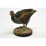 Taxidermy: An early 21st century example of a Moorhen (Gallinula chloropus) mounted on a scenic