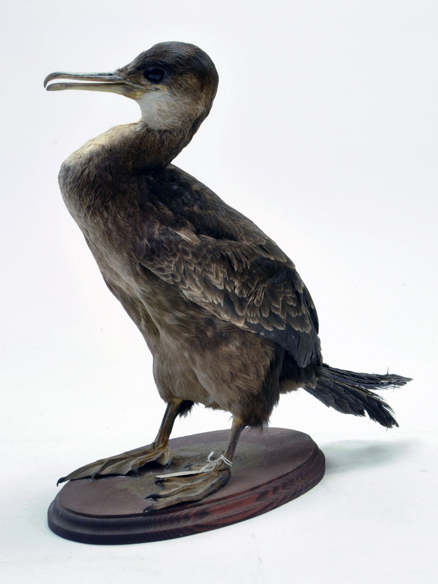 Taxidermy: A late 20th/early 21st century example of a Cormerant (Phalacrocorax carbo) mounted on