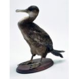 Taxidermy: A late 20th/early 21st century example of a Cormerant (Phalacrocorax carbo) mounted on