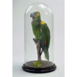 Taxidermy: A example of a parrot housed in an early 20th century glass Globe with Plinth.