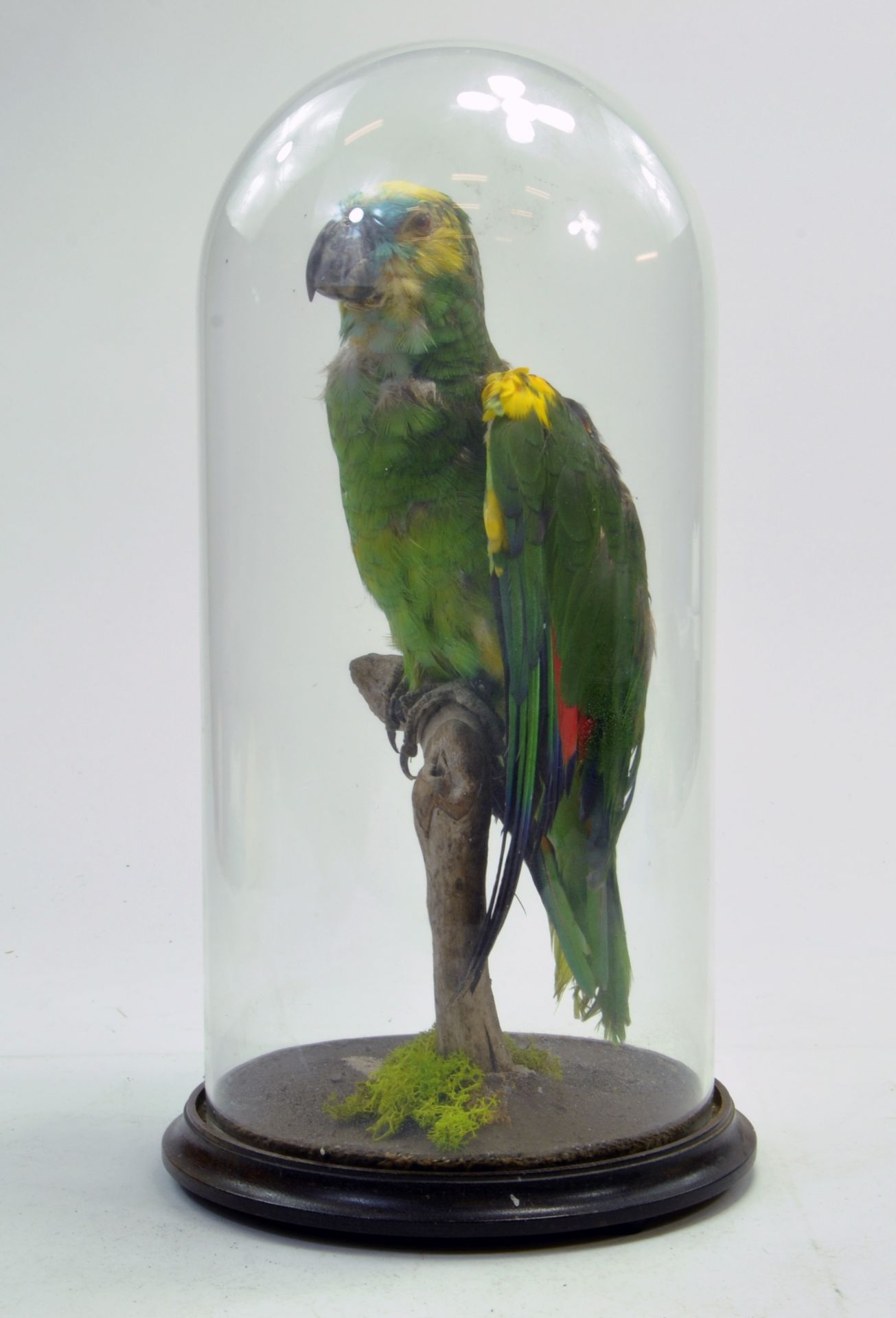Taxidermy: A example of a parrot housed in an early 20th century glass Globe with Plinth.