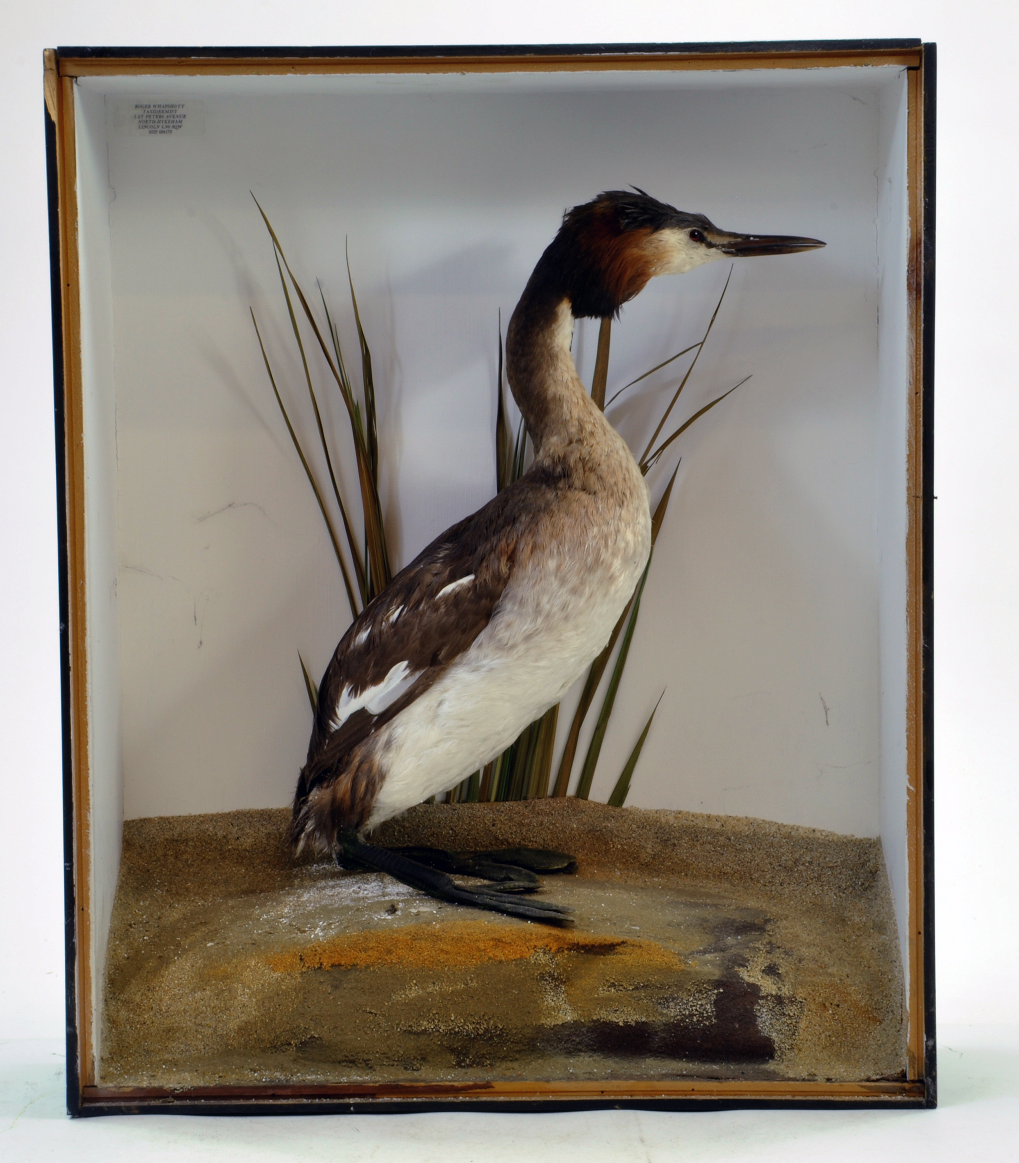 Taxidermy: An impressive display of a Great Crested Grebe (Podiceps cristatus) in a large early 20th